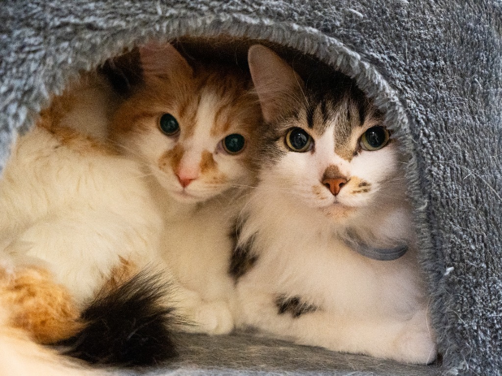 Apollo *Bonded with Frey