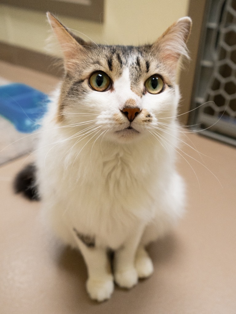 Frey **Bonded with Apollo