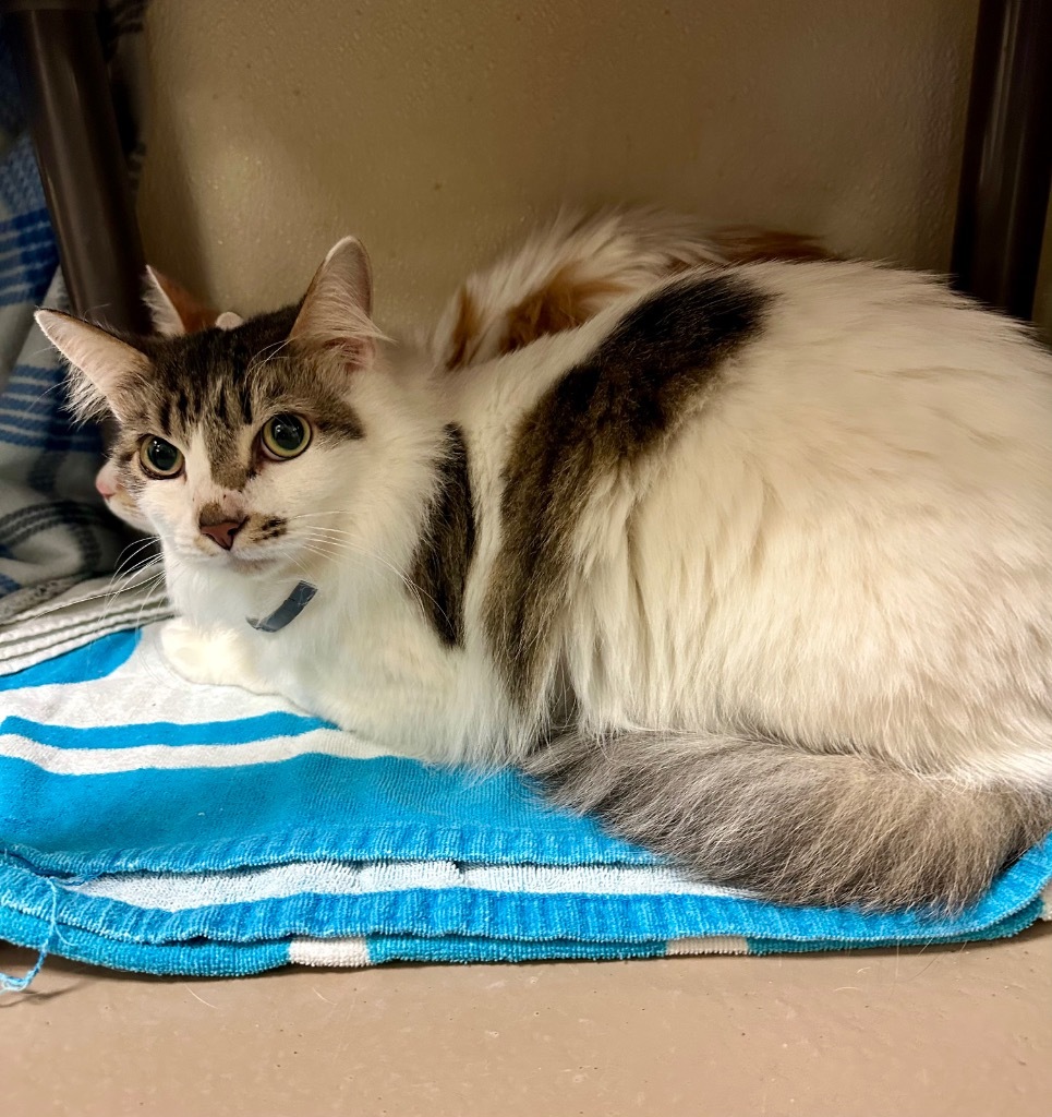 Frey **Bonded with Apollo