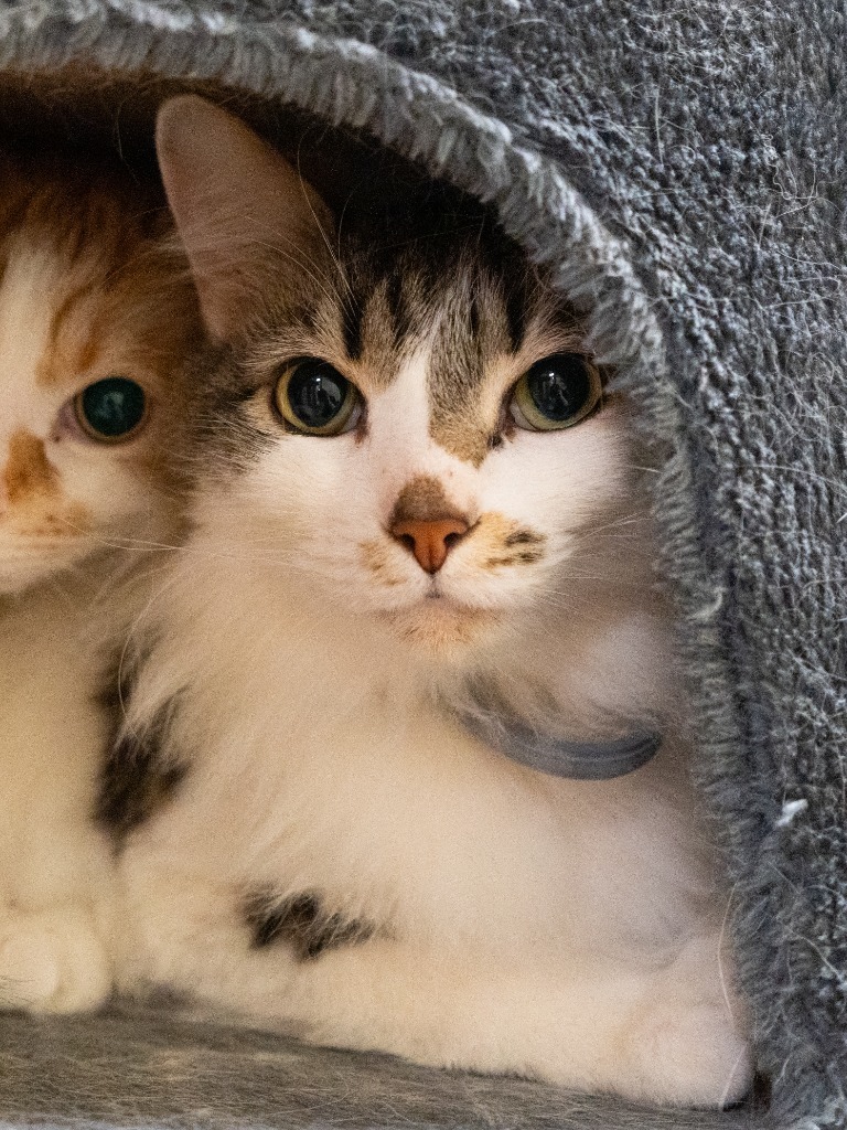 Frey **Bonded with Apollo