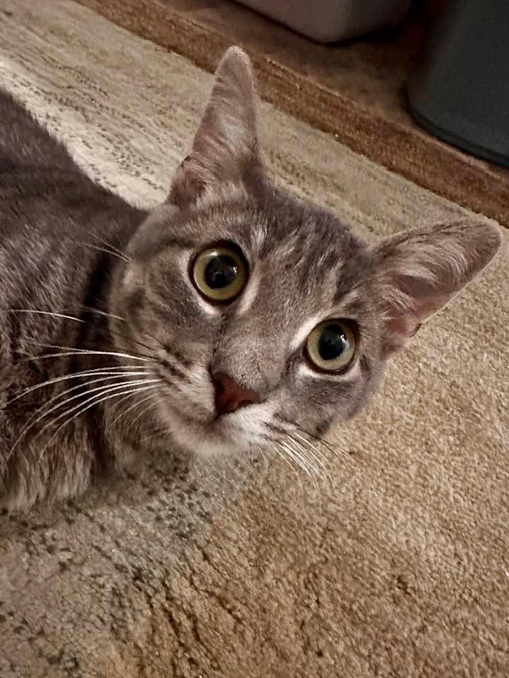 Norman