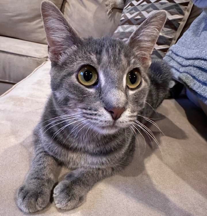Norman