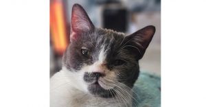 Maya, Young Female Domestic Short Hair
