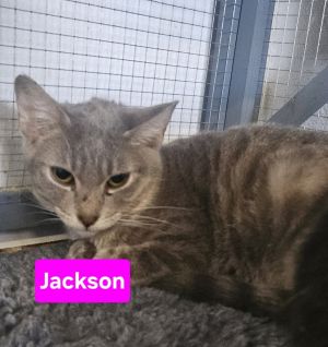 JACKSON, Adult Male Domestic Short Hair