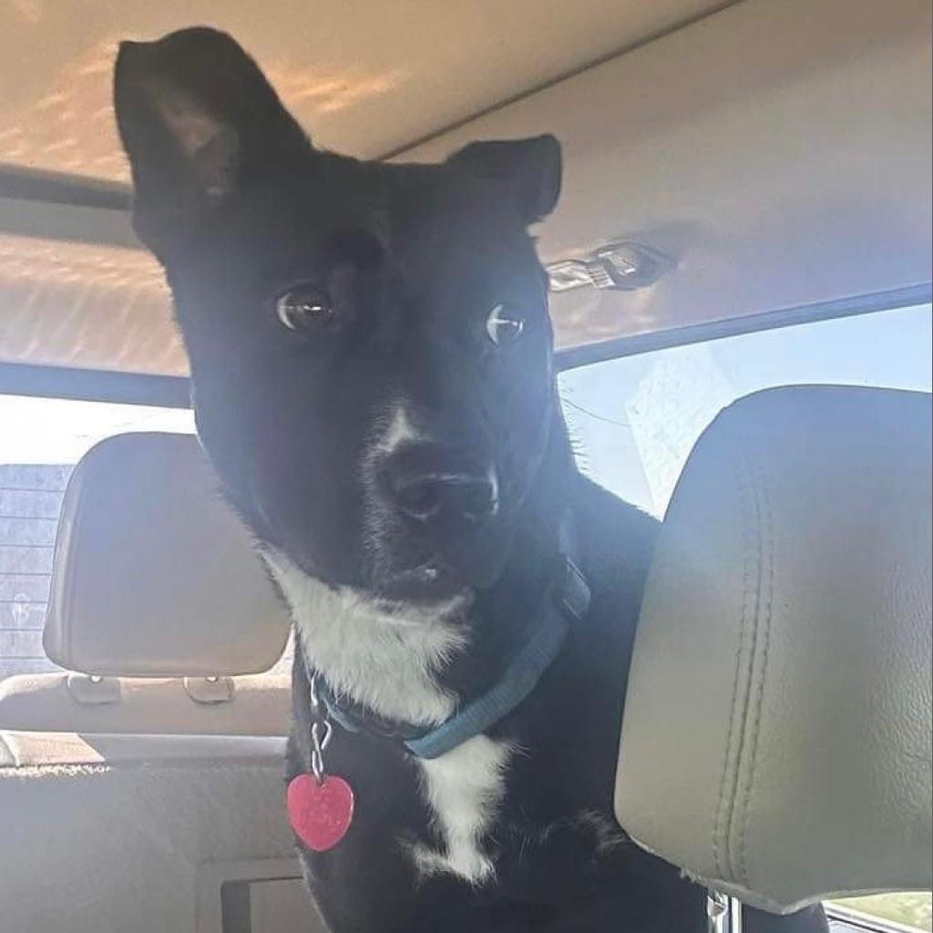 Bailey, an adoptable American Staffordshire Terrier, Black Labrador Retriever in Dodge City, KS, 67801 | Photo Image 1