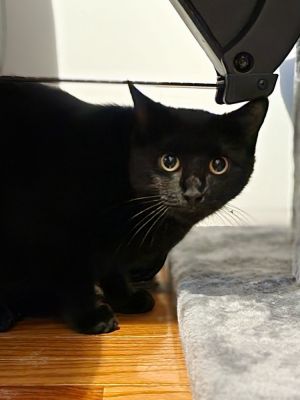 Mama Boo, Young Female Domestic Short Hair