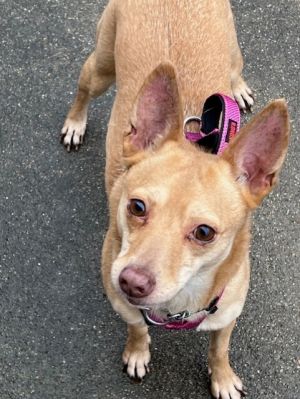 Phoebe, Adult Female unknown
