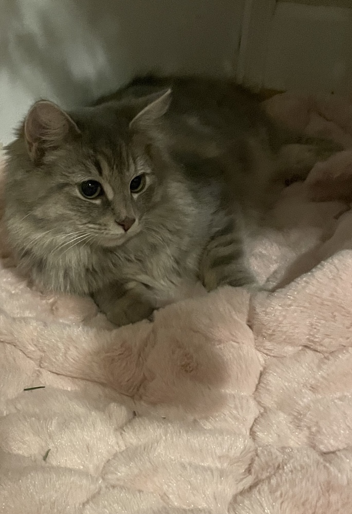 Fluff