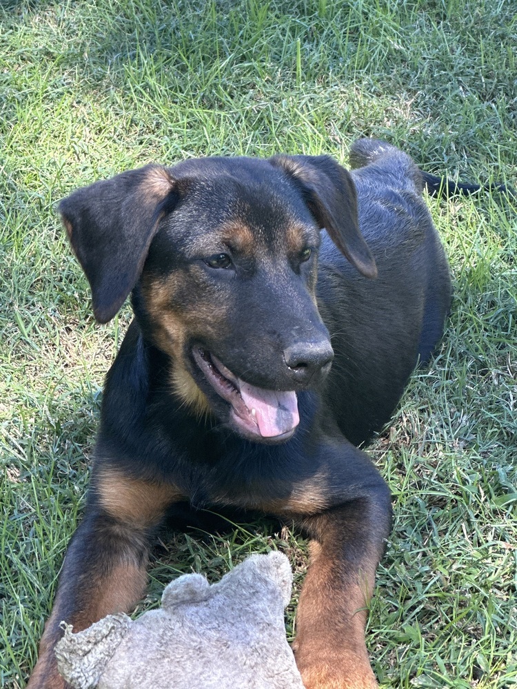 Tarzan