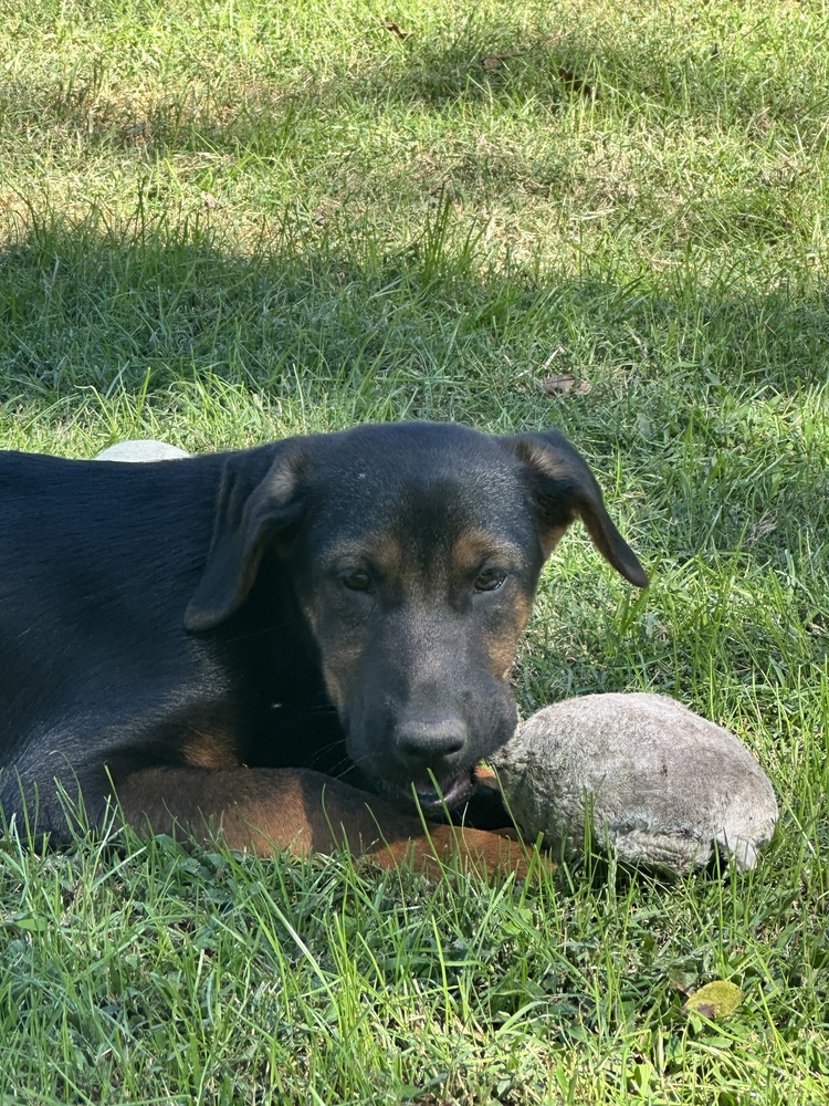 Tarzan