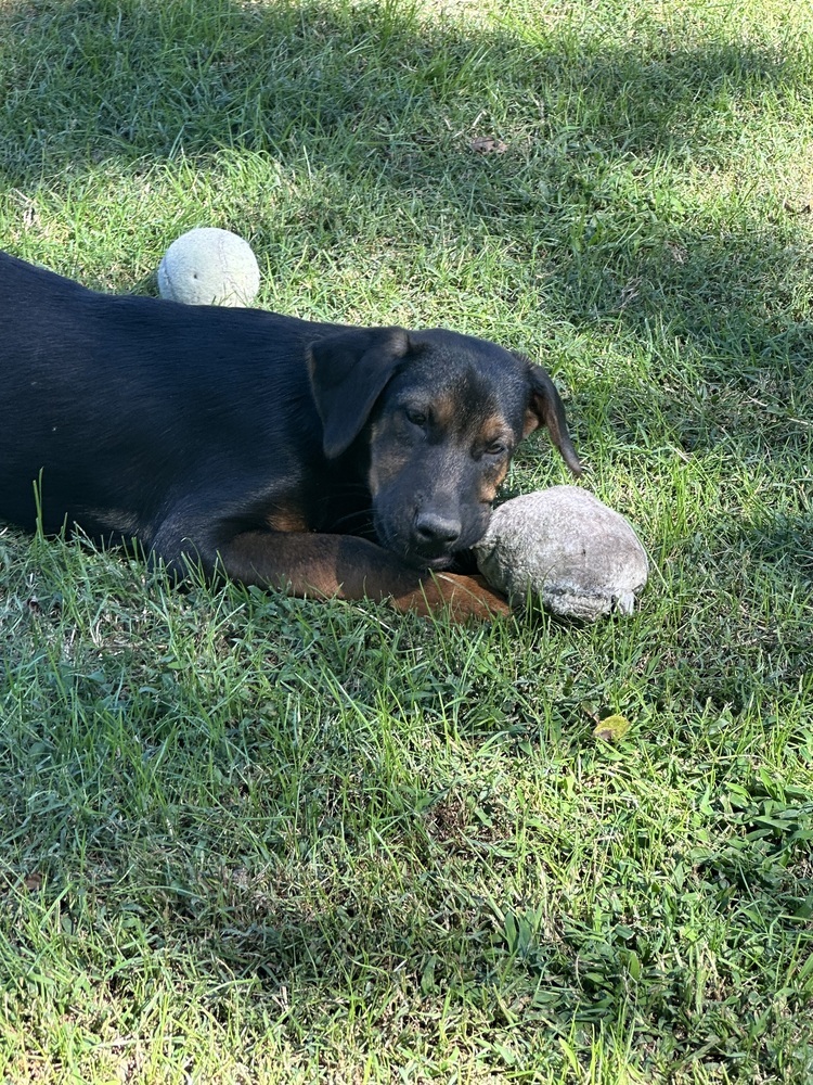 Tarzan