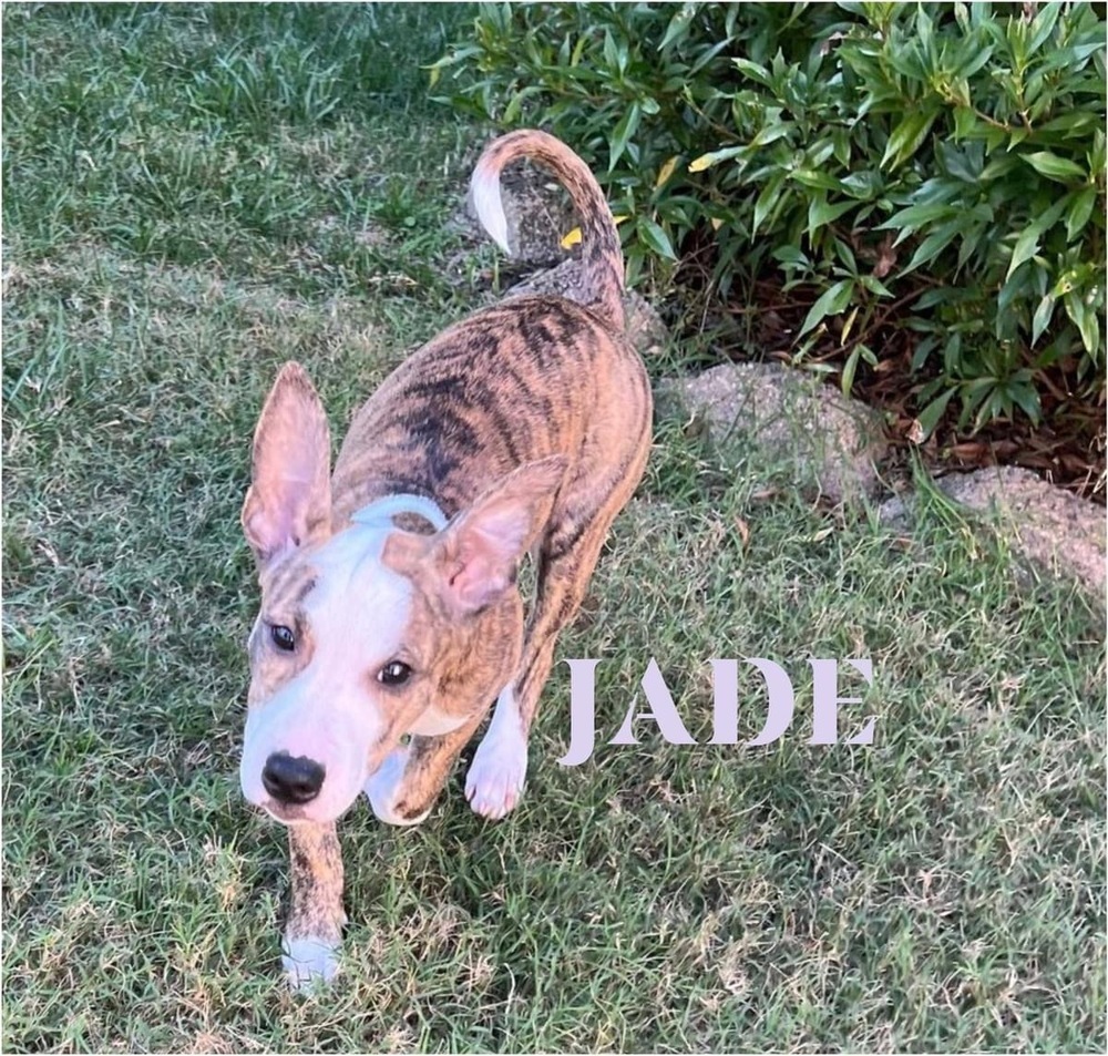 Jade