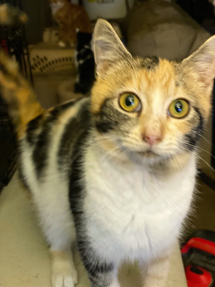 Isa