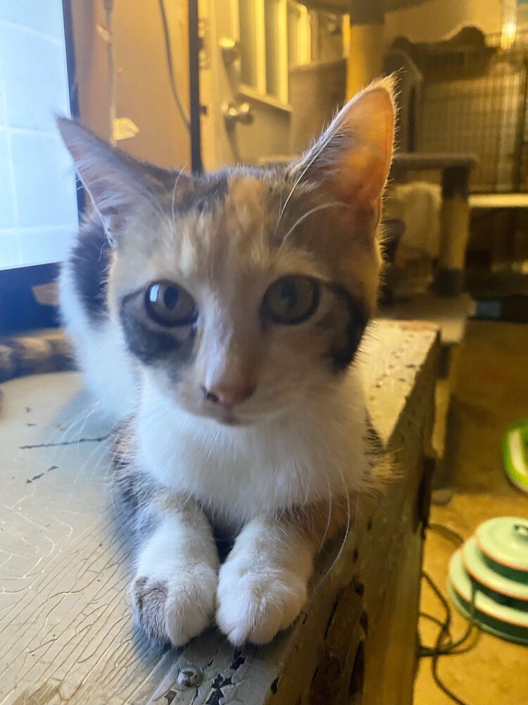 Isa