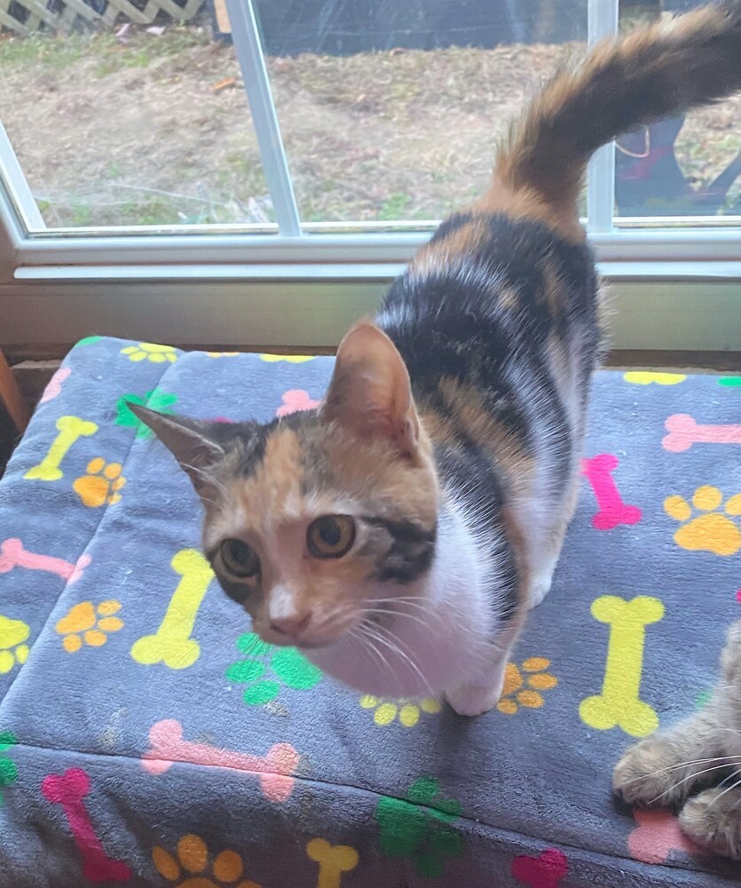 Isa