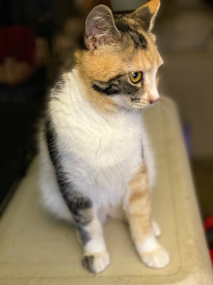 Isa
