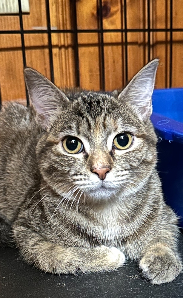 Karamel
