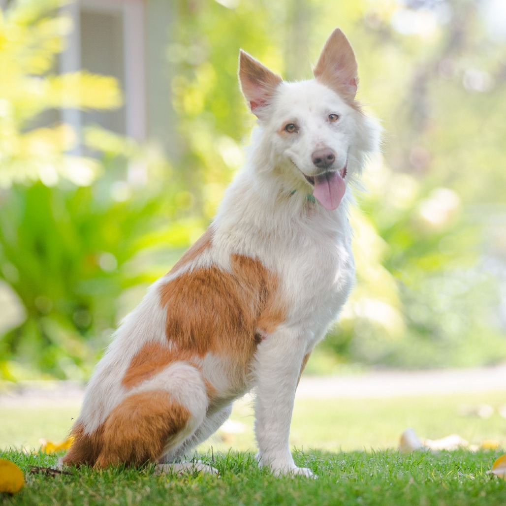 Leah, an adoptable Mixed Breed in Kailua Kona, HI, 96740 | Photo Image 1