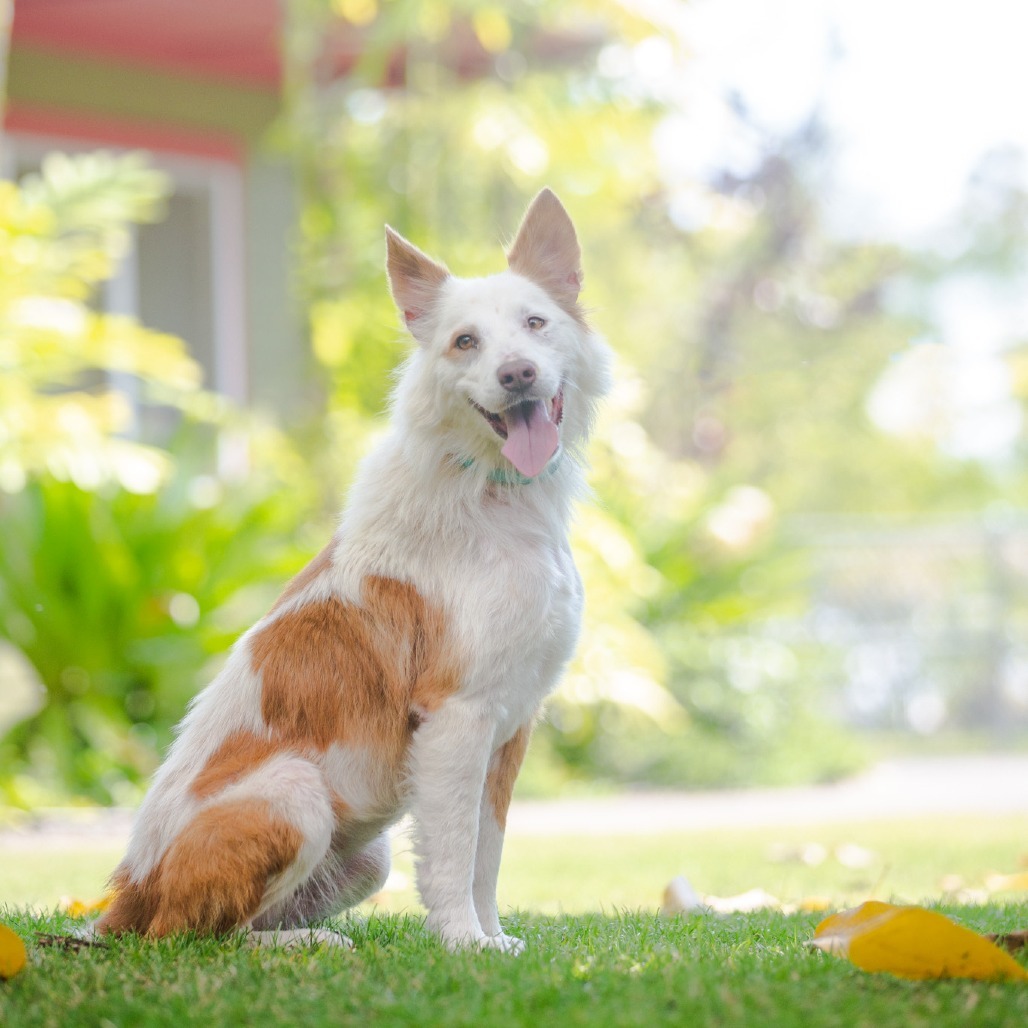Leah, an adoptable Mixed Breed in Kailua Kona, HI, 96740 | Photo Image 2