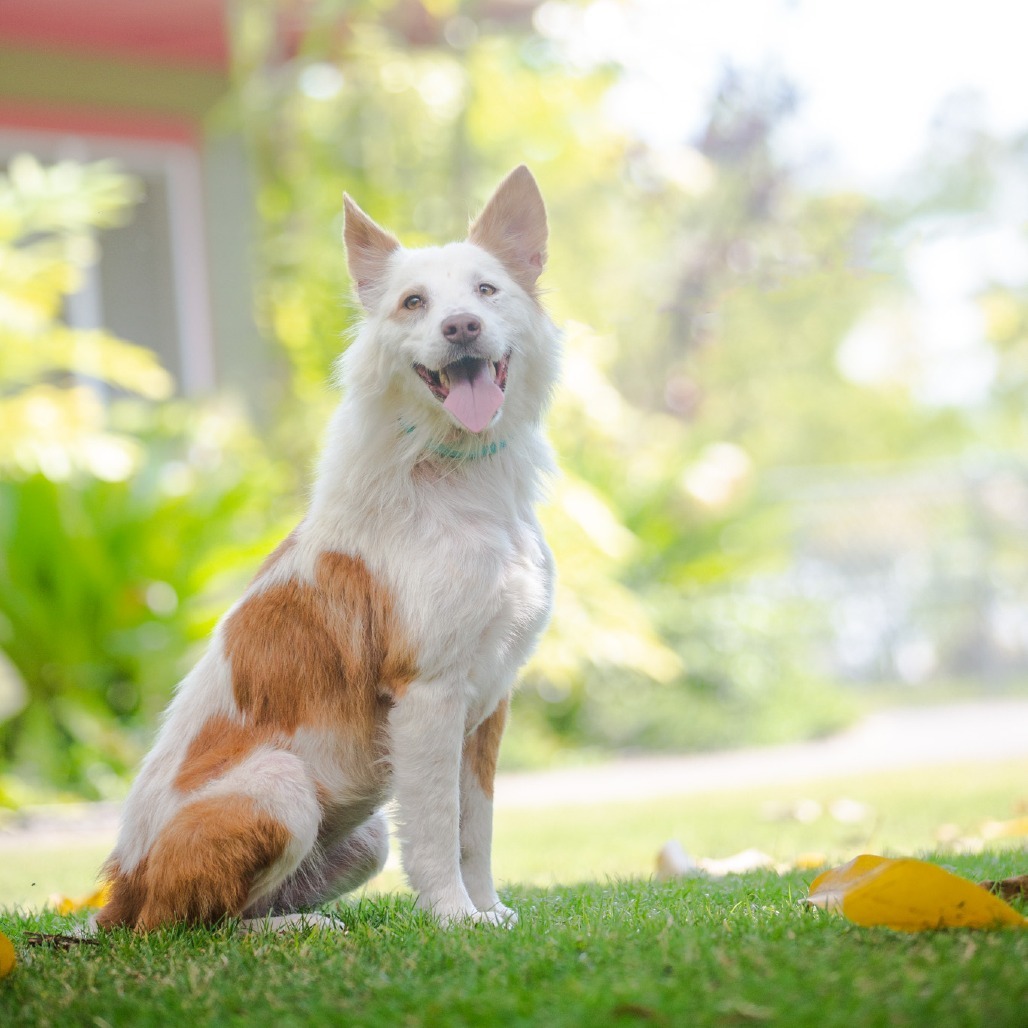 Leah, an adoptable Mixed Breed in Kailua Kona, HI, 96740 | Photo Image 3