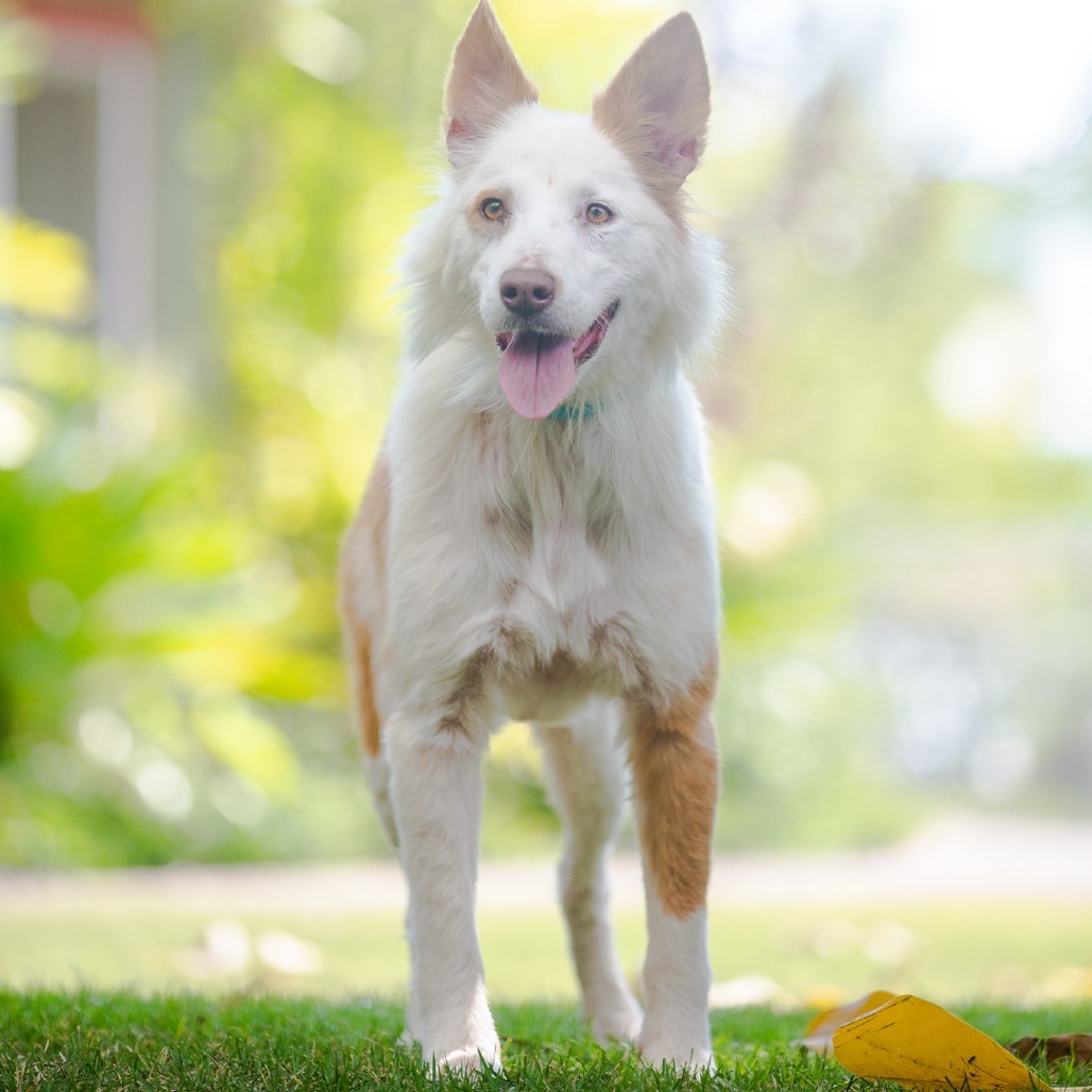 Leah, an adoptable Mixed Breed in Kailua Kona, HI, 96740 | Photo Image 4