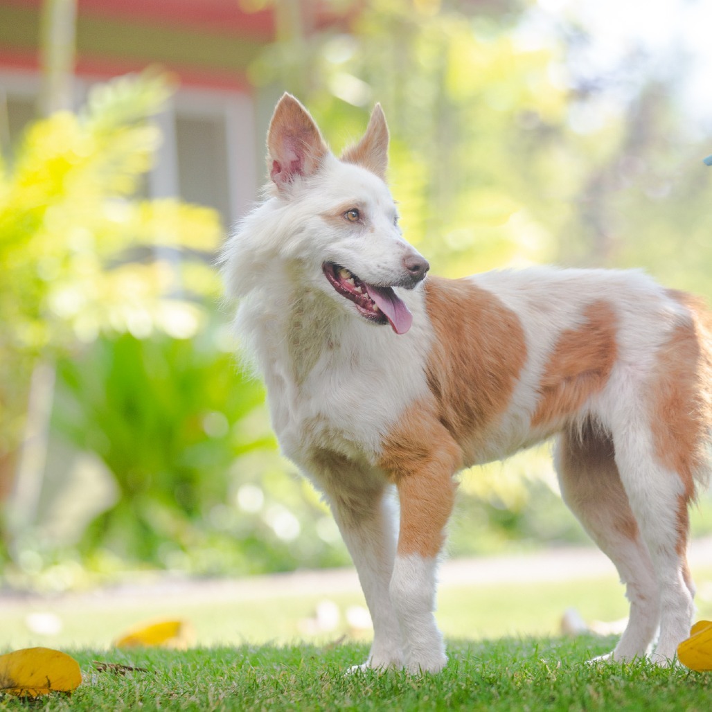 Leah, an adoptable Mixed Breed in Kailua Kona, HI, 96740 | Photo Image 5