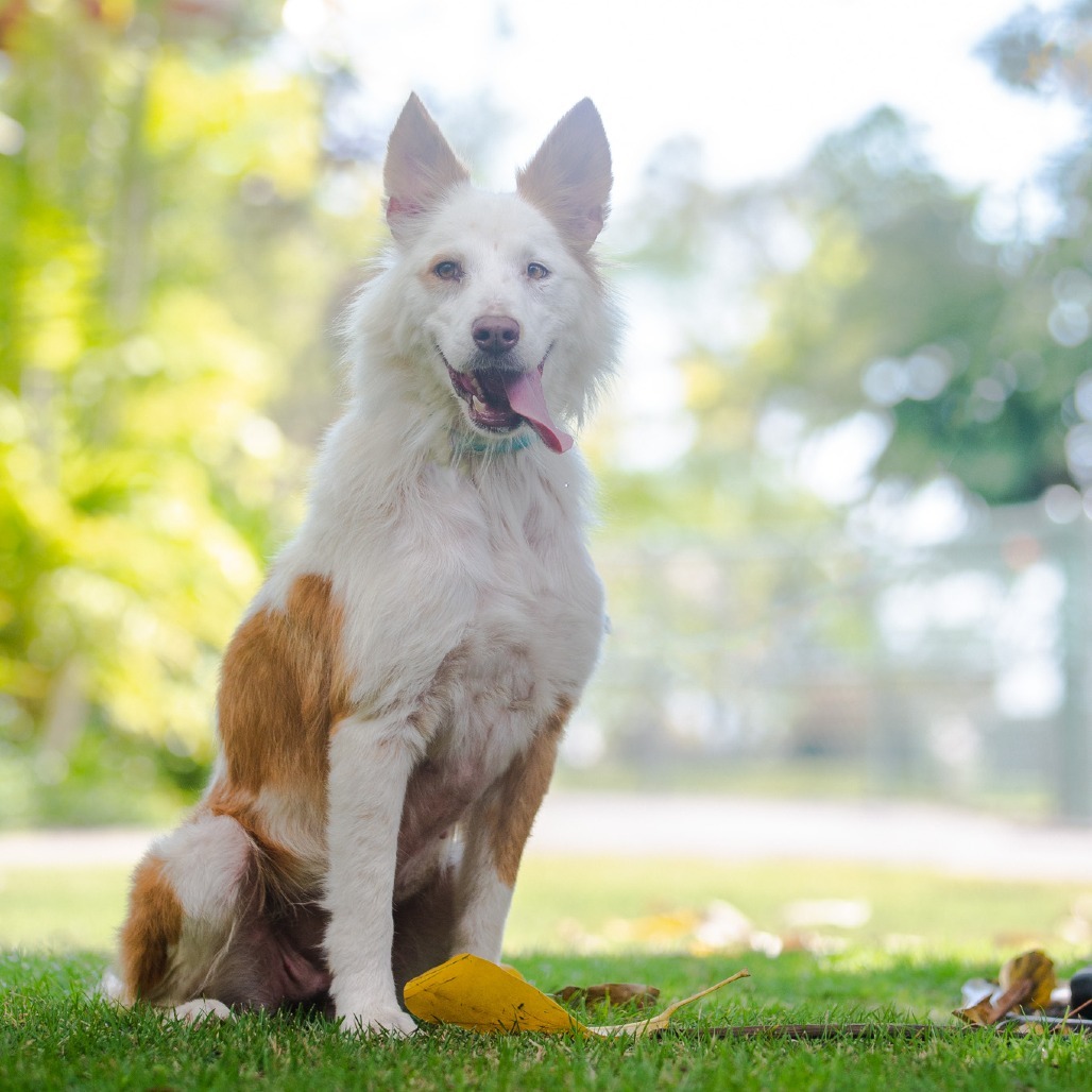 Leah, an adoptable Mixed Breed in Kailua Kona, HI, 96740 | Photo Image 6