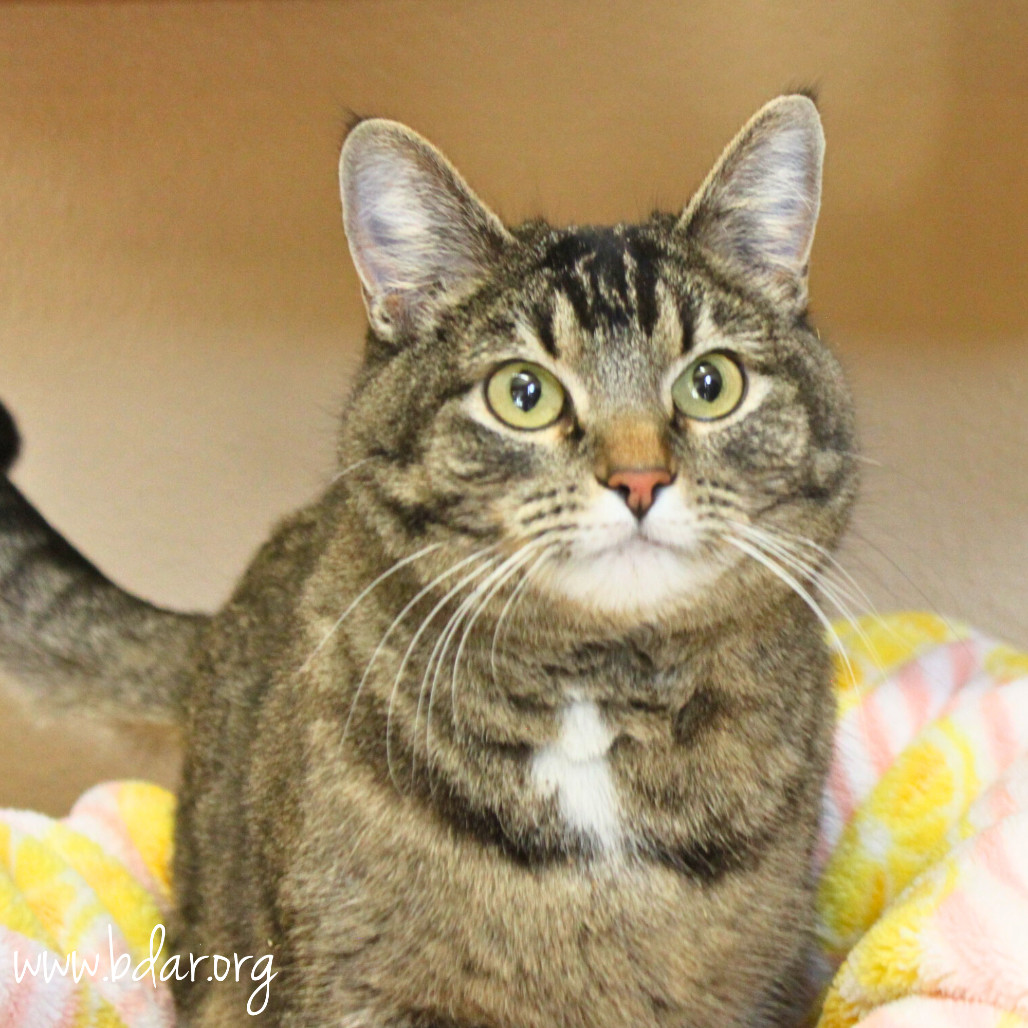 Taz, an adoptable Domestic Short Hair in Cheyenne, WY, 82009 | Photo Image 1