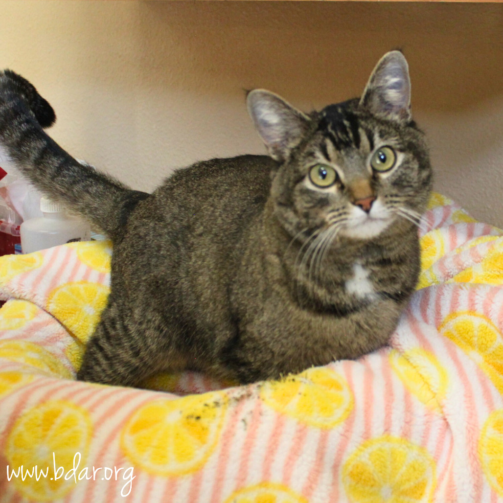 Taz, an adoptable Domestic Short Hair in Cheyenne, WY, 82009 | Photo Image 2