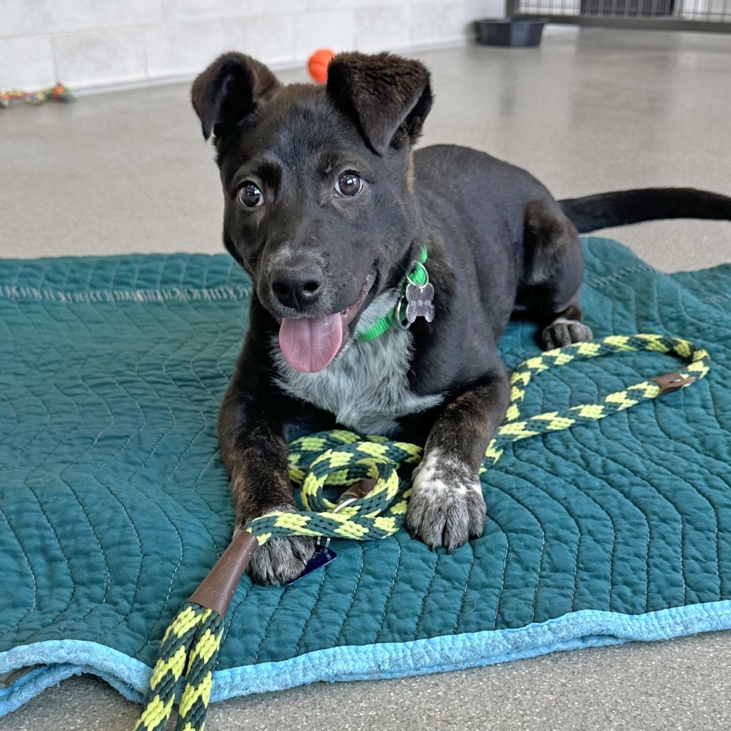 Fink, an adoptable Mixed Breed in Hailey, ID, 83333 | Photo Image 1
