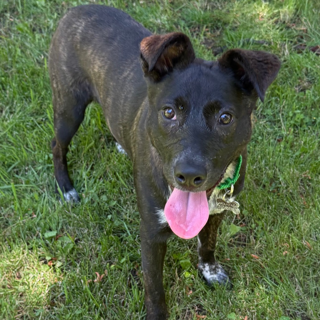 Fink, an adoptable Mixed Breed in Hailey, ID, 83333 | Photo Image 1