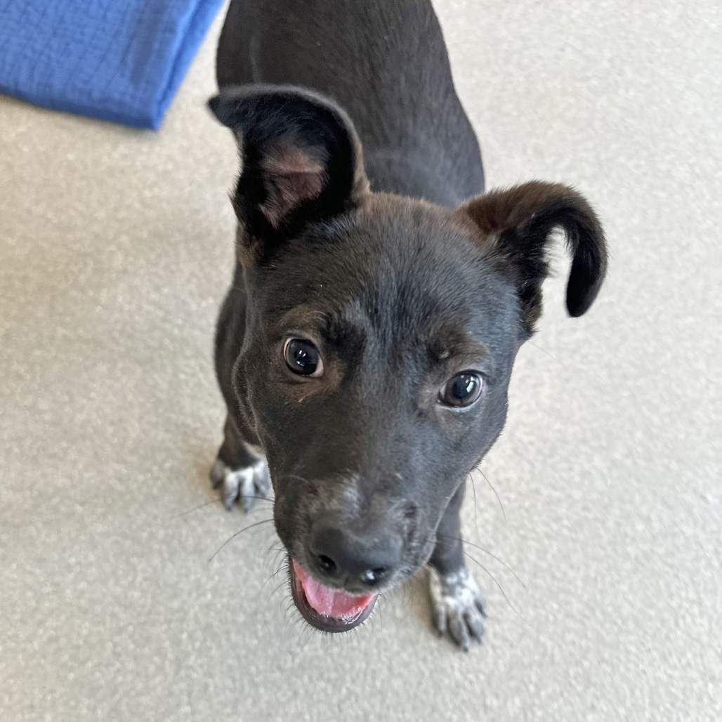 Fink, an adoptable Mixed Breed in Hailey, ID, 83333 | Photo Image 2