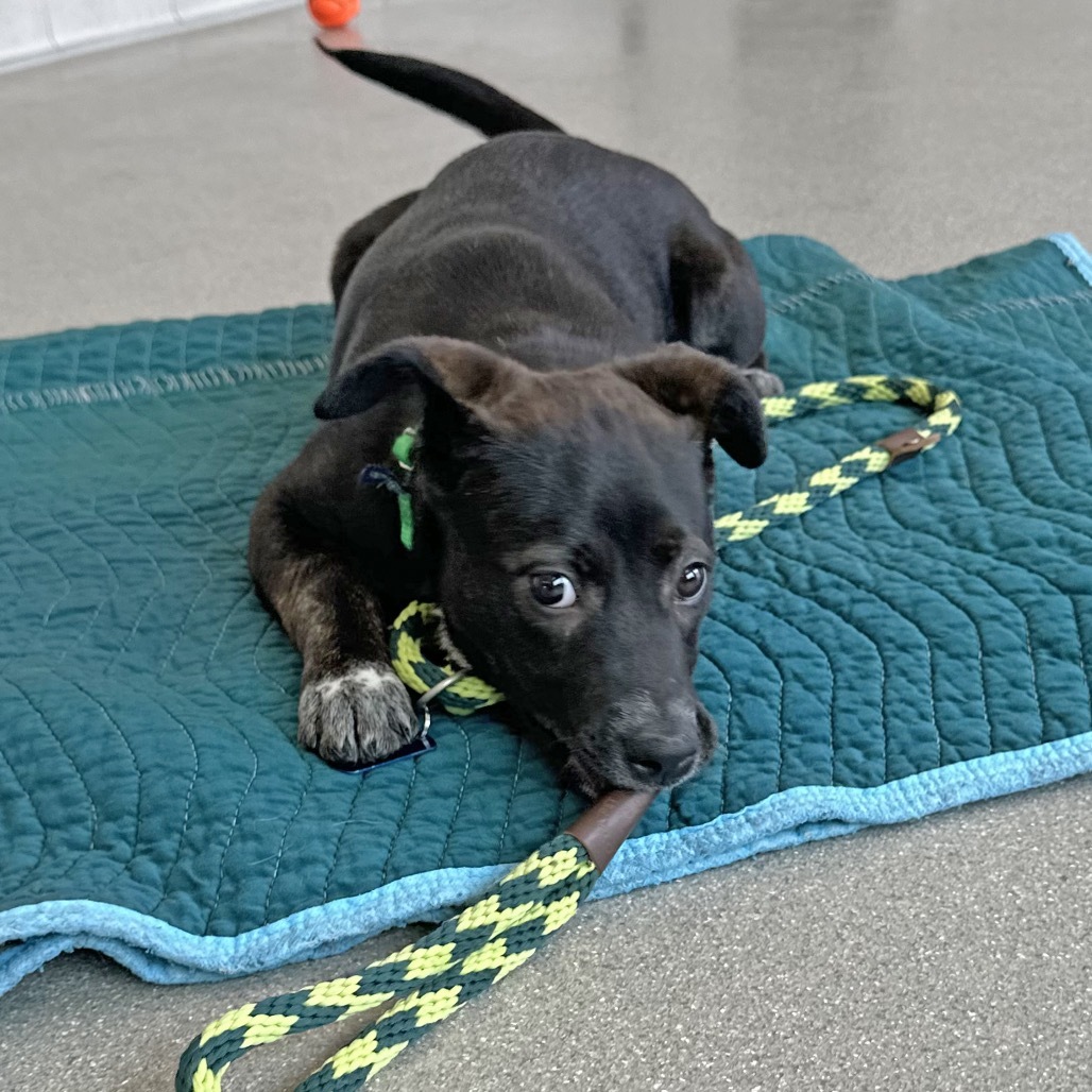Fink, an adoptable Mixed Breed in Hailey, ID, 83333 | Photo Image 3