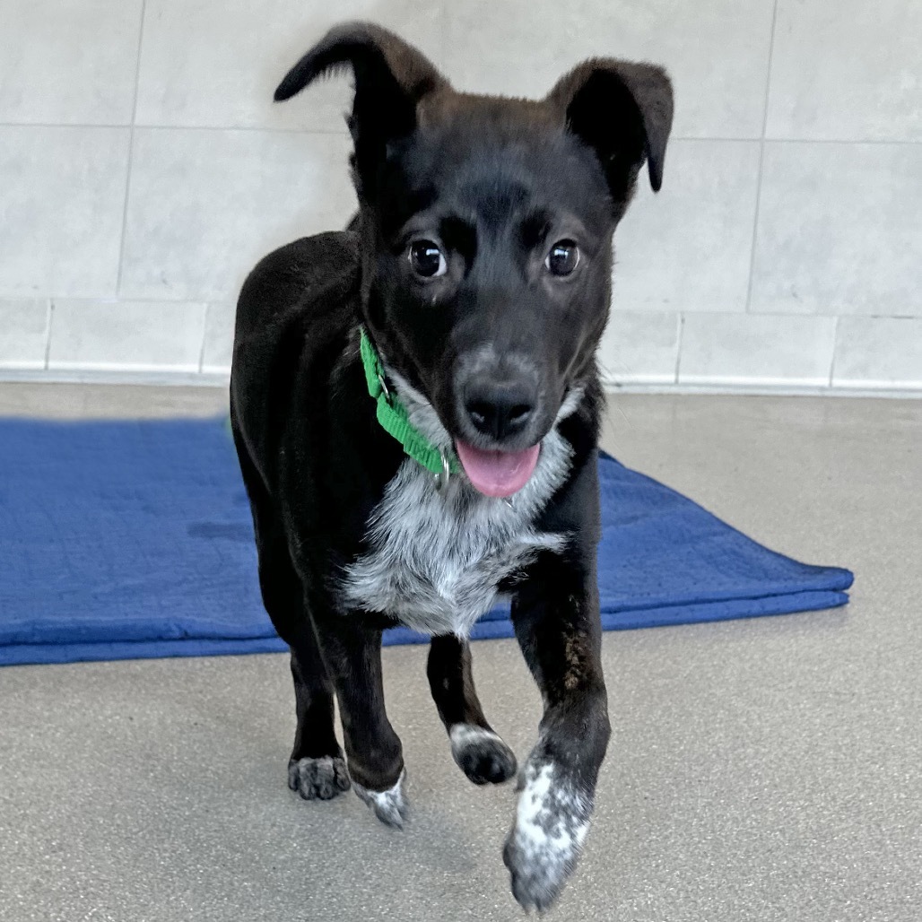 Fink, an adoptable Mixed Breed in Hailey, ID, 83333 | Photo Image 2
