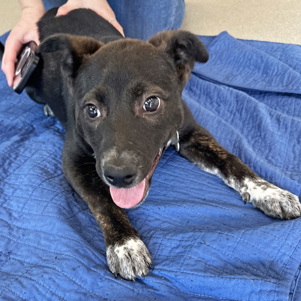 Fink, an adoptable Mixed Breed in Hailey, ID, 83333 | Photo Image 3