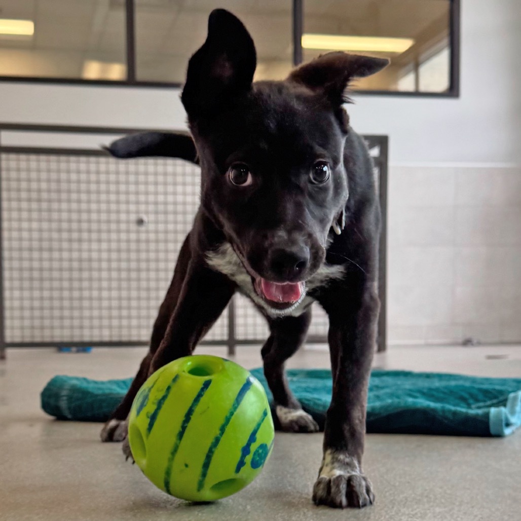 Fink, an adoptable Mixed Breed in Hailey, ID, 83333 | Photo Image 6