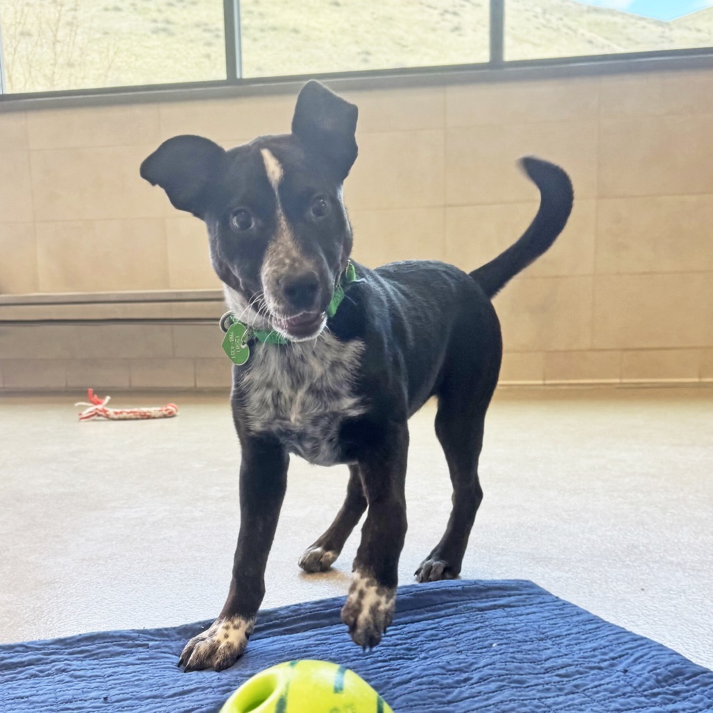 Snowdown, an adoptable Mixed Breed in Hailey, ID, 83333 | Photo Image 1