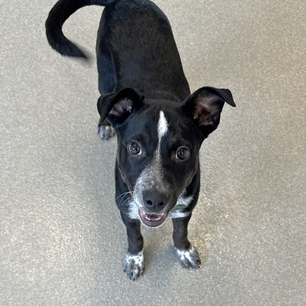 Snowdown, an adoptable Mixed Breed in Hailey, ID, 83333 | Photo Image 2