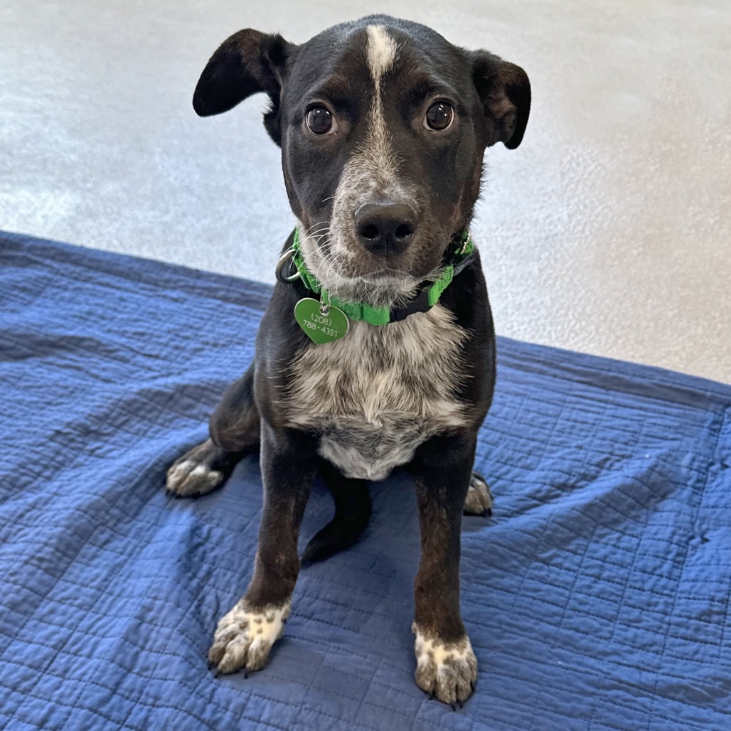 Snowdown, an adoptable Mixed Breed in Hailey, ID, 83333 | Photo Image 3