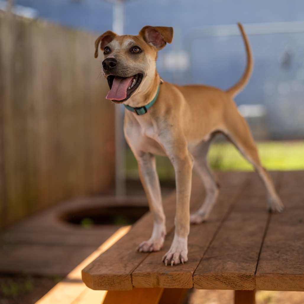 Badger, an adoptable Shar-Pei in Wahiawa, HI, 96786 | Photo Image 1