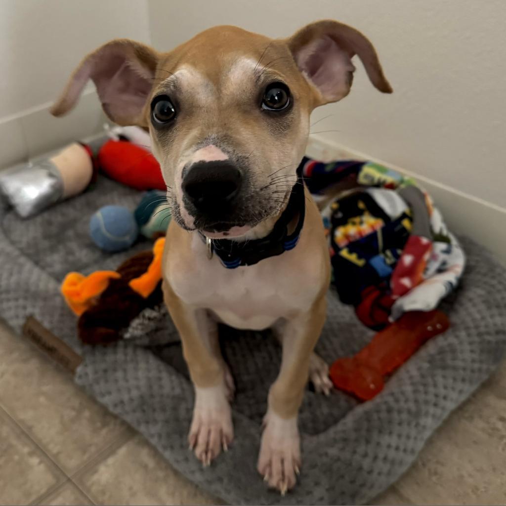 Badger, an adoptable Shar-Pei in Wahiawa, HI, 96786 | Photo Image 2