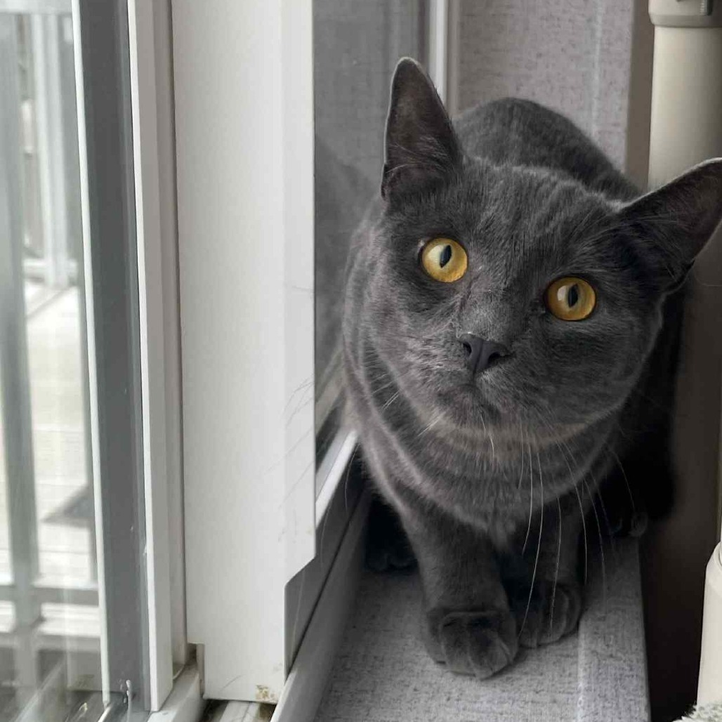 Blueberry, an adoptable Domestic Short Hair in St. Helena, CA, 94574 | Photo Image 1