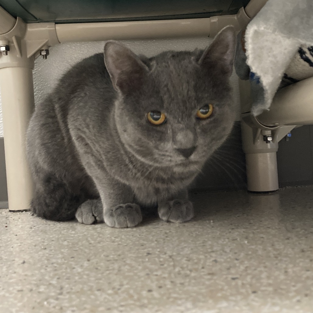 Blueberry, an adoptable Domestic Short Hair in St. Helena, CA, 94574 | Photo Image 2