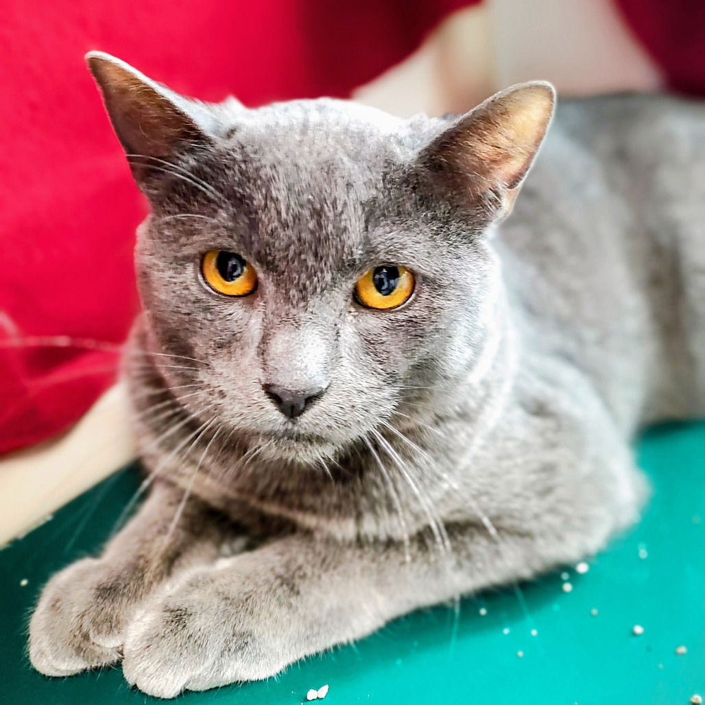 Blueberry, an adoptable Domestic Short Hair in St. Helena, CA, 94574 | Photo Image 3
