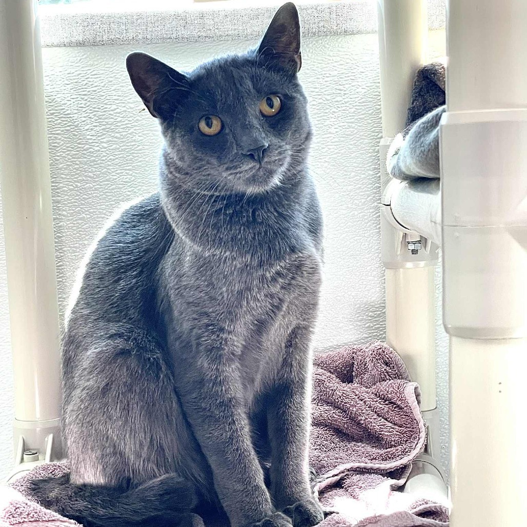 Blueberry, an adoptable Domestic Short Hair in St. Helena, CA, 94574 | Photo Image 4