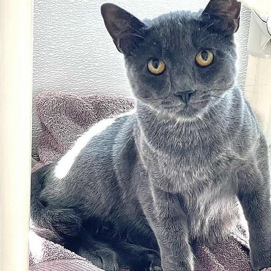 Blueberry, an adoptable Domestic Short Hair in St. Helena, CA, 94574 | Photo Image 5