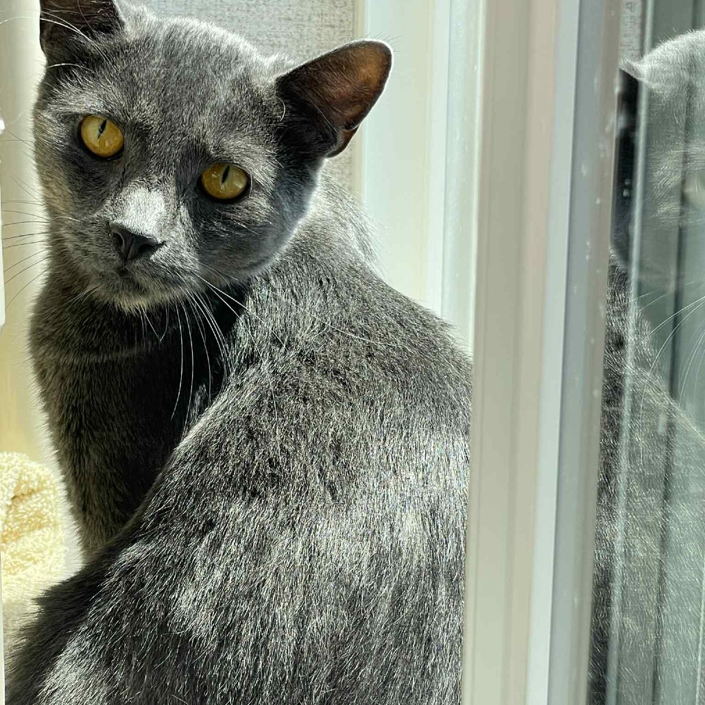 Blueberry, an adoptable Domestic Short Hair in St. Helena, CA, 94574 | Photo Image 6