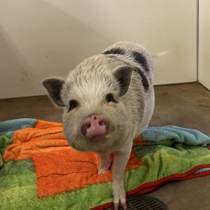Pippa