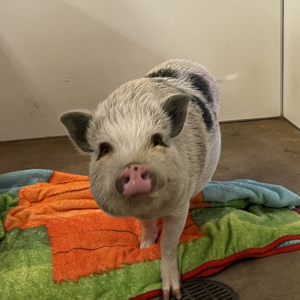 Pippa
