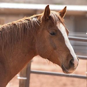 Blaze, Senior Male Quarterhorse